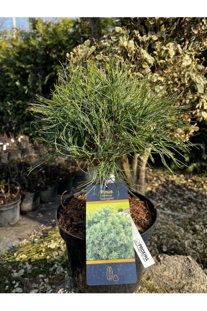 Сосна веймутова Сквіглс купити в контейнері